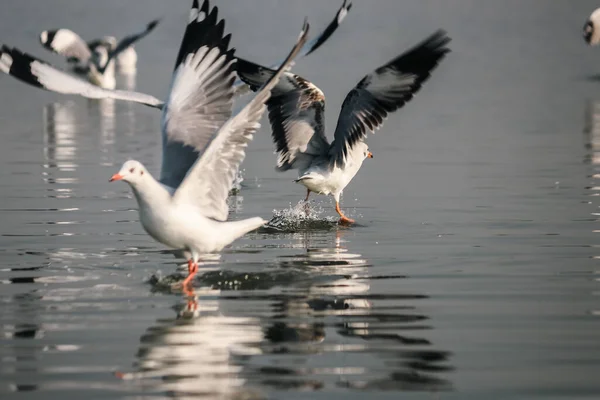 Seagull Plays With Water. Open Wing. Bird Staying on Water. Water Drops. Wild Water Birds. Wildlife Photography