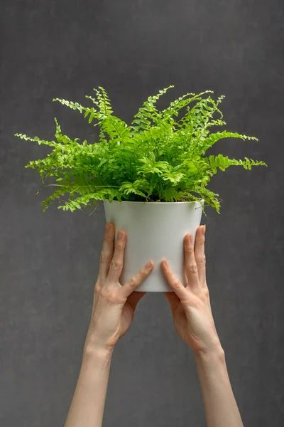 灰色の背景にポットの緑の観葉植物 手は家庭植物を保持します コピースペース インテリアデザイン — ストック写真