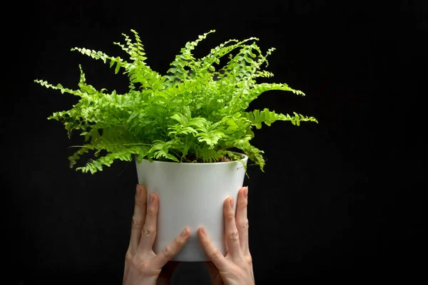 Groene Kamerplant Pot Zwarte Achtergrond Handen Vasthouden Houseplant Begrepen Ruimte — Stockfoto