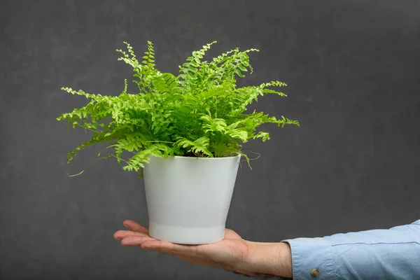 Beautiful Indoor Plant Man Palm Gray Background Green Houseplant — Stock Photo, Image