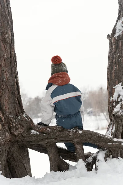 Pohled Zezadu Chlapce Pleteném Klobouku Montérkách Sedí Větvi Stromu Zasněženém — Stock fotografie