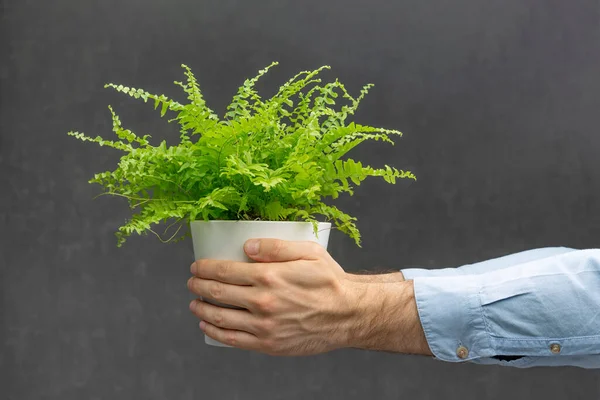 Mans Hand Holding Houseplant Green Home Plant Modern Flower Pot — Zdjęcie stockowe
