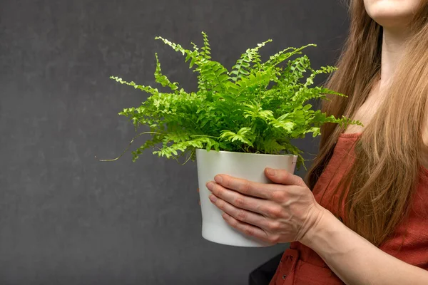 女性は灰色の背景の鍋に緑の観葉植物を保持します 屋内植物 家の装飾 — ストック写真