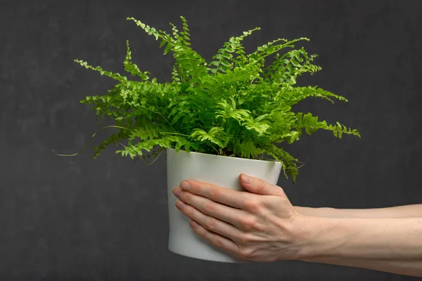 Vrouw Handen Houdt Groene Huisplant Een Pot Grijze Achtergrond Binneninstallatie — Stockfoto