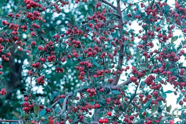Small Red Fruits Branch Tree Decorative Apple Tree Small Apples — Stock Photo, Image
