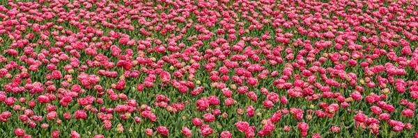 Beautiful Flowers Large Flower Bed Lots Pink Peonies Green Field — Stock Photo, Image