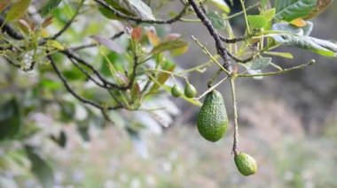 Tepedeki genç avokado ağacı Doi Ang 