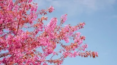 Güzelim Prunus cerasoides (Tayland 'ın Sakura' sı) tomurcuklanma mevsimi, Doi Ang Khang, Chiangmai Tayland 'da açık mavi gökyüzü arkaplanı