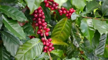 Rüzgar Doi Ang 'da olgun kahve çekirdeği ağacını emiyor. 