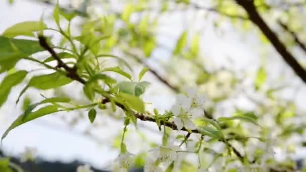 Bella Stagione Bianca Prunus Cerasoides Sakura Della Thailandia Fioritura Doi — Video Stock