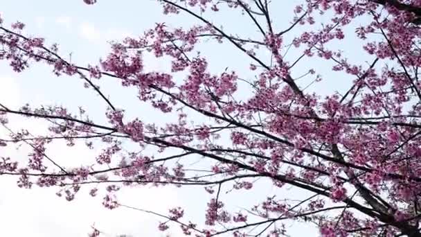 Bella Rosa Prunus Cerasoides Sakura Della Thailandia Fioritura Stagione Con — Video Stock