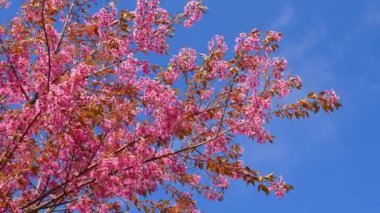 Kadın suluboya gül yaprakları çiziyor.