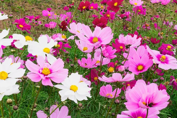 Belles Fleurs Cosmos Pourpres Photo Est Partiellement Focalisée Sur Pollen — Photo