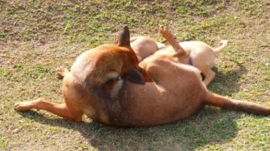 Güzel yavru köpekler annelerinden süt yiyorlar, Tayland yerel köpekleri.