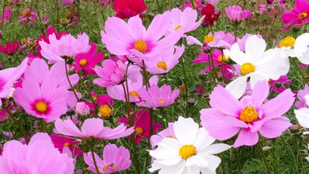 Όμορφα Ροζ Λουλούδια Του Σύμπαντος Φωτογραφία Εστιάζεται Μέρει Στην Κίτρινη — Αρχείο Βίντεο