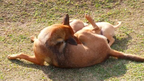 可爱的小狗吃着妈妈的奶 泰国当地的小狗 — 图库视频影像