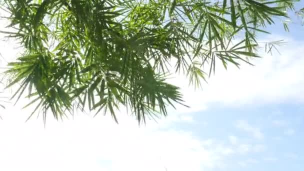 Zielona Fala Liście Bambusa Przez Wiatr Wieje Nad Białą Chmurą — Wideo stockowe