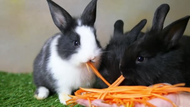Precioso Joven Mes Conejos Comiendo Zanahoria Mano Dama — Vídeos de Stock