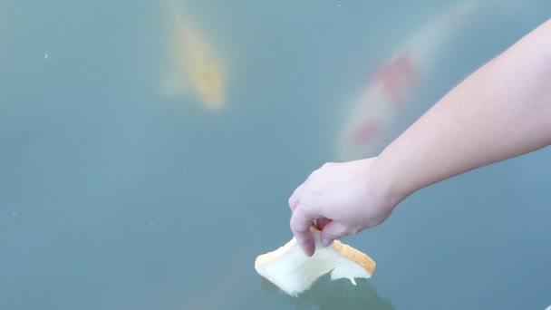 女士正在给五彩斑斓的垃圾鱼喂面包 — 图库视频影像
