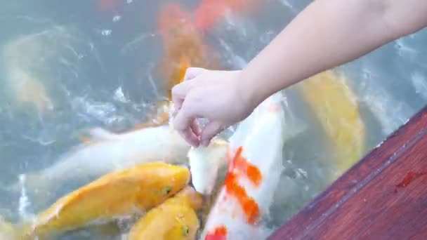 레이디는 잡동사니 물고기에게 먹이고 있습니다 — 비디오