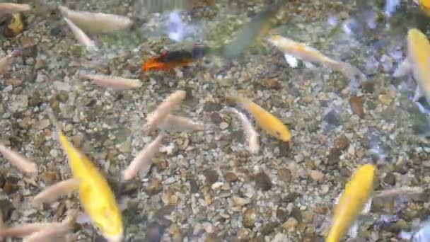 澄んだ水の中でカラフルな魚 — ストック動画