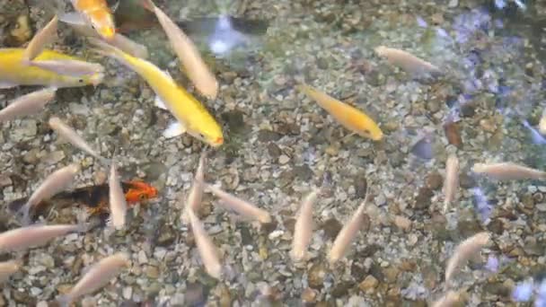 Pesce Colorato Acqua Limpida — Video Stock