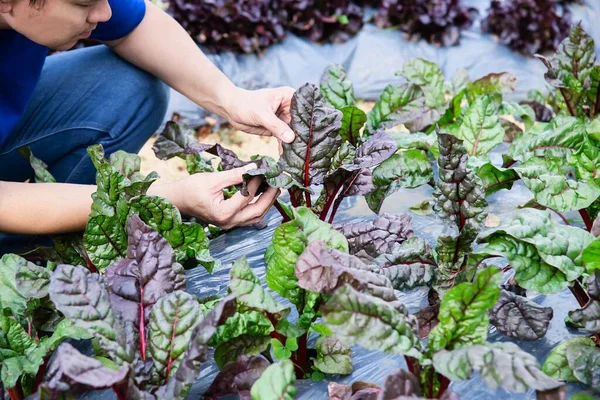 Farm man working in his organic vegetable garden - smart farm people in clean organic agricultural concept