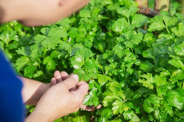 Organik kereviz bahçesindeki adam