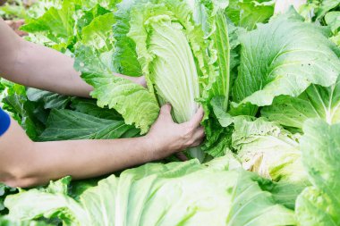 Organik lahana bahçesindeki adam