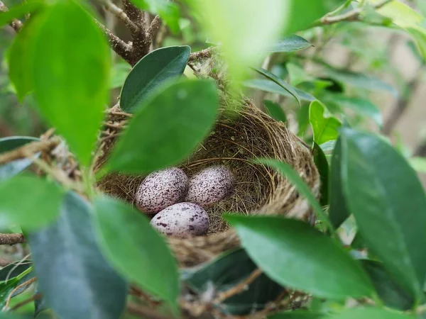 Φωλιά Πουλιών Αυγά Στο Πράσινο Δέντρο — Φωτογραφία Αρχείου