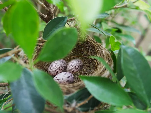 Nid Oiseau Avec Œufs Sur Arbre Vert — Photo