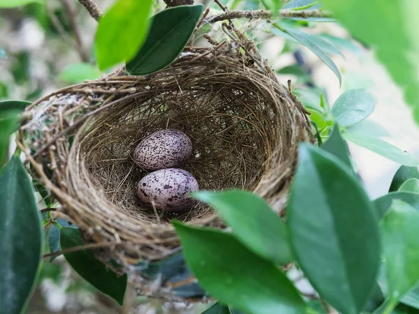 Nido Aves Con Huevos Árbol Verde Fotos de stock