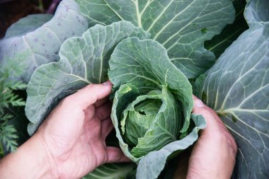 Lahana bahçesindeki adam, Chiangmai Tayland