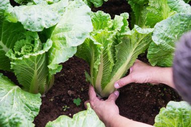 Organik Çin lahanası michihili bahçesindeki adam, Chiangmai Tayland