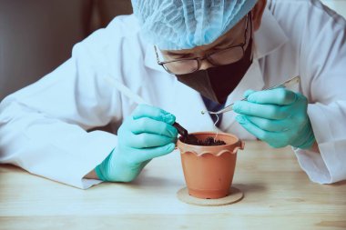 Agricultural scientist is planting maleehuana sprout