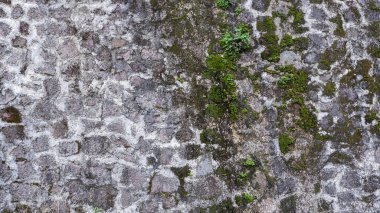Taş dokusu, çimento dokusu ve yosun dokusu olan duvar arkaplanı