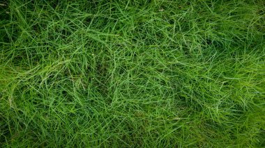 Üst görünümden yeşil çimen dokusu