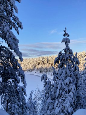 Winter forest in December on Christmas