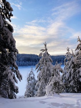 Winter forest in December on Christmas