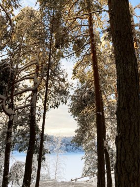 Winter forest in December on Christmas