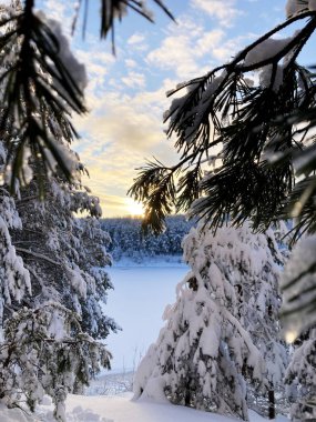 Winter forest in December on Christmas
