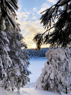 Winter forest in December on Christmas