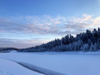 Winter forest in December on Christmas