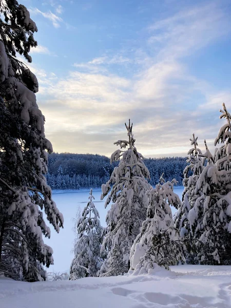 Winter forest in December on Christmas