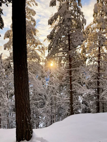Winter forest in December on Christmas