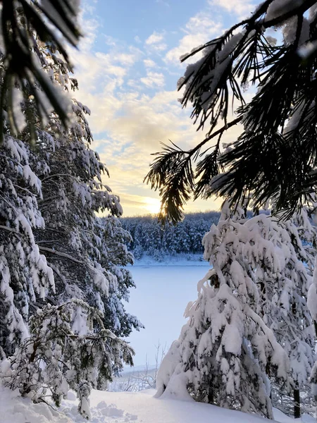 Winter forest in December on Christmas