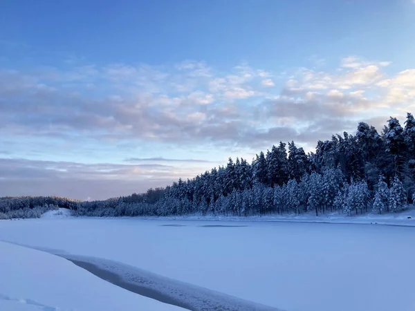 Winter forest in December on Christmas