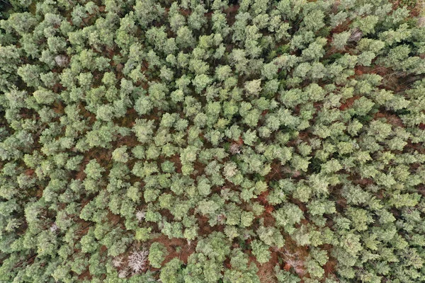 Forest Trees Green Spruces Vertically Top —  Fotos de Stock