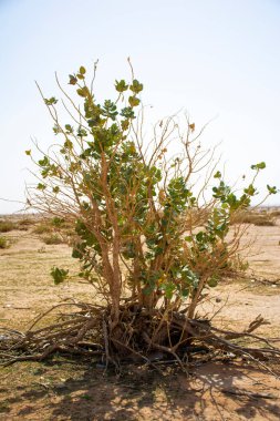 Riyad Suudi Arabistan 'daki Çöl Bitkileri