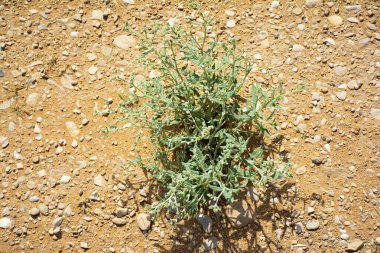 Riyad Suudi Arabistan 'daki Çöl Bitkileri